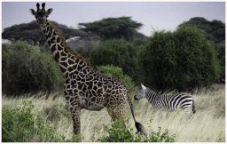 girafe 2